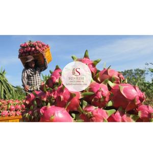 Vietnam Organique Dragon Fruit Frais Haute Qualité Sunrise Marque 0084372994741 Belle Export Meilleure Qualité Chair Blanche - Product Image 2