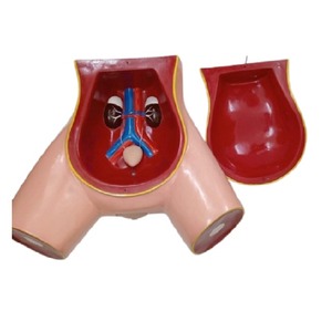 Medical Student Catheter Learning Simulator Designed for medical school labs Female Catheterization Demonstration <b>Trainer</b> - Product Image 1