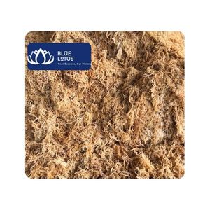 [HIGH QUALITY] Natural 100% <b>Dried</b> Seamoss Material for Food Industry Culinary Recipes Beverage Dessert Supply BLUE LOTUS Brand - Product Image 1