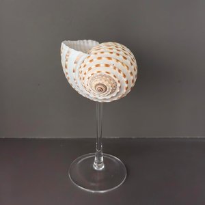 Ensemble de verres à vin avec décor exotique de coquillages de plage, verres à boire en coquillages naturels, ensembles de vaisselle naturelle. - Product Image 3