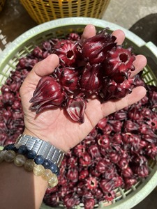 Fleurs d'hibiscus séchées naturelles, thé aux fleurs de roselle, fabricant vietnamien, export en gros, approvisionnement en usine - Product Image 2