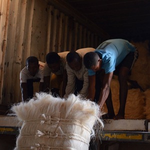 Empaque de Exportación Directa con Fibra de Sisal para Relleno de Cuerdas, Cepillos y Material Industrial Natural, Listo para Compradores - Product Image 2
