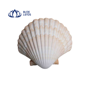 Coquille Saint-Jacques Naturelle Blanche Écologique BLUE LOTUS pour la Décoration Intérieure et les Artisanat - Product Image 1