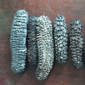 Premium Vietnamese Dried Sea Cucumber 2025 Top Quality Naturally Processed For Export - Product Image 1