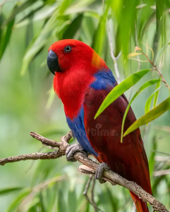Eclectus Parrot Live Birds for Aviculture Breeding Ornamental <b>Aviaries</b> and Wholesale Supply - Product Image 6