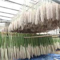Rumput Pampas Dekorasi Asli Rumput Alami Seri Terlaris Bunga Kering Kantong Plastik Dekorasi Tahun Baru Imlek Paskah