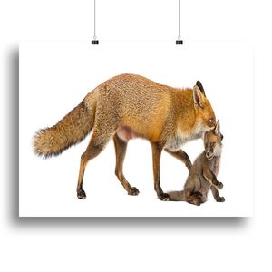 Mother Fox Carrying Cub Canvas Print or <b>Poster</b> Fencing Trellis & Gates Product Category - Product Image 1