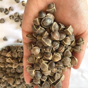 เมล็ดมะรุมคุณภาพพรีเมียม OEM แท้ 100% จากธรรมชาติ เมล็ดต้นมะรุม (Moringa oleifera) ขายส่งจากอินเดีย - Product Image 1