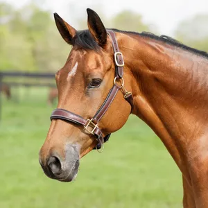 Licol pour cheval en cuir indien teint à la main de qualité supérieure avec boucle en laiton, rembourrage doux en cuir de vache, produits en cuir de haute qualité - Product Image 5