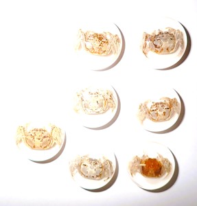 Cabujón Redondo de Plástico con Espécimen Real de Cangrejo, 25x25 mm, Base Plana Blanca para Manualidades y Joyería - Product Image 5