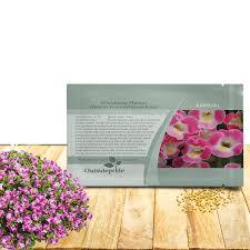 Flores Secas de Torenia Premium – Material Floral Seco Natural Decorativo para Manualidades, Potpourri y Decoración del Hogar - Product Image 6