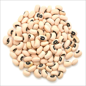Haricots Matki Entiers de Qualité Supérieure, Naturels, Riches en Protéines, Qualité Alimentaire, Qualité Export, Approvisionnement en Vrac, Inde - Product Image 4