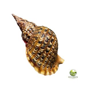 เปลือกหอยทริทอนขัดเงาธรรมชาติ ขนาดใหญ่ ลายสัตว์ทะเล ของสะสมงานฝีมือเวียดนาม สำหรับตกแต่ง - Product Image 5