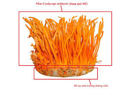 ถั่งเช่าเห็ด,ถั่งเช่าเห็ดถั่งเช่าคู่ - Product Image 2