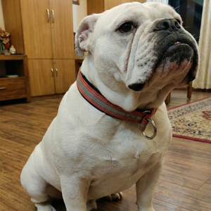 Collar Navia Clásico de Lujo, Simple, Ajustable Automáticamente, Reflectante, de Liberación Rápida, Duradero, de Nailon Suave, con Cintas, para Perros y Gatos, Primavera/Verano - Product Image 6