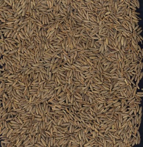 Graines de cumin de qualité supérieure, qualité export, nettoyées à la machine, qualité alimentaire, fournisseur en gros d'Inde - Product Image 1