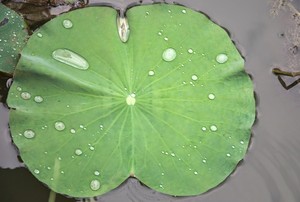 High Quality Dried Lotus <b>Leaves</b> – Natural Dried / Fresh <b>Leaf</b> // Mr.Tom - Product Image 6