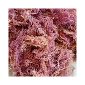 Algas Marinas Secas Naturales Cottonii para la Fabricación de Carragenano y Suministro Comercial - Product Image 5