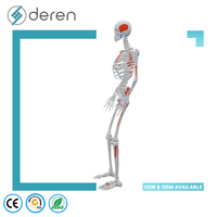 Modelo de Esqueleto Europeo de Tamaño Completo con Puntos de Inserción Muscular, 170 cm, PVC, Silicona Suave Ecológica, Color Natural, Uso Médico