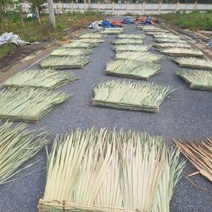 Feuilles de palmier séchées naturelles en gros et matériaux bruts pour la tressage, pour la décoration intérieure bohème, frondes de palmier 100 % écologiques séchées au soleil - Product Image 1