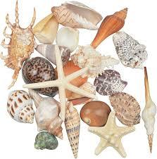 Coquillages de plage assortis pour la décoration d'aquariums, la décoration côtière et les accessoires photo - Product Image 3
