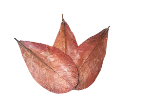 Feuilles de Catappa Indiennes Écologiques en Gros 16-20 cm pour Nettoyage des Poissons et Produits pour Animaux de Compagnie, Lot de 50 (6.3-7.87 po) pour Salon et Bureau - Product Image 6