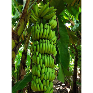 Bananes vertes Cavendish de qualité export, bananes fraîches non mûres pour la vente en gros et le commerce international - Product Image 6
