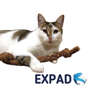 ของเล่นฝึกสัตว์เลี้ยงจากเปลือกมะพร้าว ขนาดเล็ก ทนทานสำหรับการกัดแทะ ออกแบบมาเพื่อการเล่นในบ้าน - Product Image 6