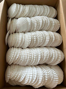 Natural Scallop <strong>Shells</strong> in Assorted Colors from Vietnam for DIY Crafts - Product Image 2