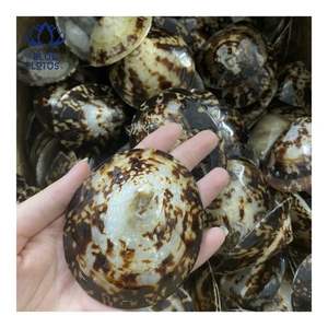 Concha de Limpet MÁS VENDIDA, Adecuada para Protección de la Piel y Uso Personal, Forma Pulida y Suave para un Contacto Delicado - Product Image 2