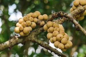 Fruits Longkong surgelés de qualité export pour jus, smoothies et desserts, au meilleur prix - Product Image 2