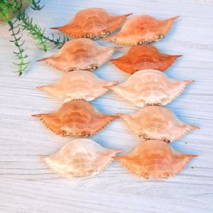 Natural Dried <b>Crab</b> <b>Shell</b> for Stuffing & Decoration - Product Image 2