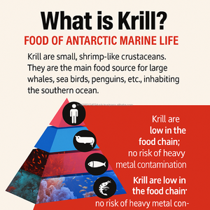 น้ำมันคริลล์แอนตาร์กติก 1000 มก. ชนิดเม็ด พร้อมฟอสโฟลิพิด 58% บำรุงสุขภาพหัวใจและสมองตามธรรมชาติ 30 แคปซูลต่อกล่อง สำหรับผู้ใหญ่ - Product Image 5
