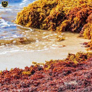 Algas Sargassum Secas para Fertilizante Orgánico y Alimento Animal – Proveedor de Vietnam - Product Image 6