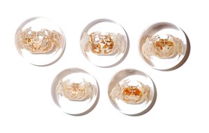 <b>Crab</b> Real Specimen Plastic Cabochon Round 25x25 mm on Clear Flat Bottom for Crafts and Jewelry Making - Product Image 3