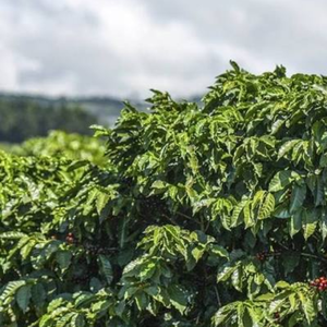 Wholesale Vietnam <b>Robusta</b> <b>Coffee</b> <b>Beans</b> – Bulk Natural Green Unroasted Seeds OEM ODM Export Supply, 12% Moisture Grade - Product Image 6