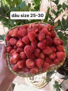 Fresas Liofilizadas Naturales en Rodajas Rojas para Batidos, Proveedor de Vietnam, Empaque Personalizado, Listas para Exportar - Product Image 5