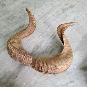 Par de Cuernos de Oveja y Borrego Curvos Rústicos Naturales para Decoración de Pared en Casas de Campo, Cabañas de Caza y Hoteles - Product Image 1