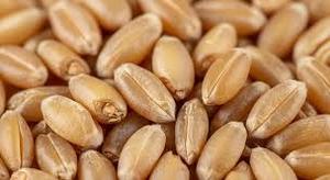 Dried Common Wheat Seeds for Agricultural Use and Wholesale Retail Bulk Sales