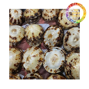Limpet shells wholesale for souvenir crafts decoration and aquarium natural sea shells Vietnam - Product Image 4
