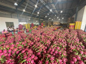 Proveedor vietnamita de fruta de dragón de alta calidad para importadores y distribuidores mayoristas - Product Image 4