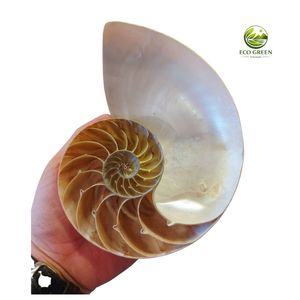 Concha de Nautilus Genuina, Concha Marina Natural en Espiral, Pieza de Arte Oceánico Decorativa de Lujo, Elegante Regalo Coleccionable para Exhibición - Product Image 1
