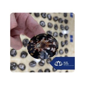 [ALTA CALIDAD] |   Concha de Limpet para Producción de Souvenirs, Colecciones Decorativas y Proyectos de Diseño Artístico, Vietnam - Product Image 1