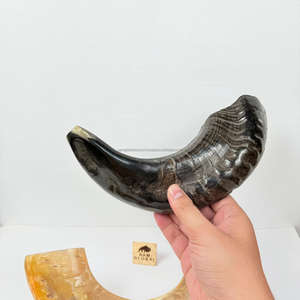 Meilleur prix : Shofar en corne de bœuf d'Israël, casher, juif, yéménite, cor naturel pour la fête de Rosh Hashanah, Kudu casher - Product Image 1