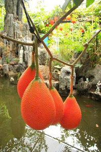 Purée de fruit de Gac biologique surgelée, pulpe de Gac avec graines, à vendre - Product Image 2