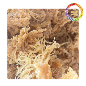 Eucheuma Cottonii Seca Disponible para Comercio al por Mayor y Exportación en el Sector Alimentario - Product Image 5