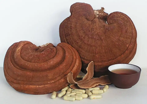 Alta calidad seca Ganoderma Lucidum REISHI SETA/SETA ORGÁNICA DE VIETNAM CON PRECIO BARATO - Product Image 5