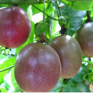 Fruta de la Pasión seca suave dulce y masticable | 100% Fruta de la Pasión fresca orgánica | Sabroso aperitivo saludable al por mayor de Vietnam - Product Image 6