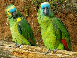Live Blue-Fronted for Parrots for Breeding <b>Aviaries</b> Ornamental Bird Trade Wholesale Export Supply NMF (PVT) LTD South Africa - Product Image 5