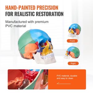 Modello di Cranio Umano in PVC Dipinto a Grandezza Naturale, 3 Parti Anatomiche Staccabili, Strumento Didattico per Scienze Mediche - Product Image 5